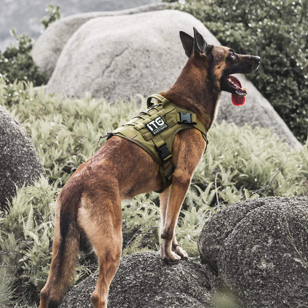 OneTigris harnais porté par grand chien en randonnée pour stabilité