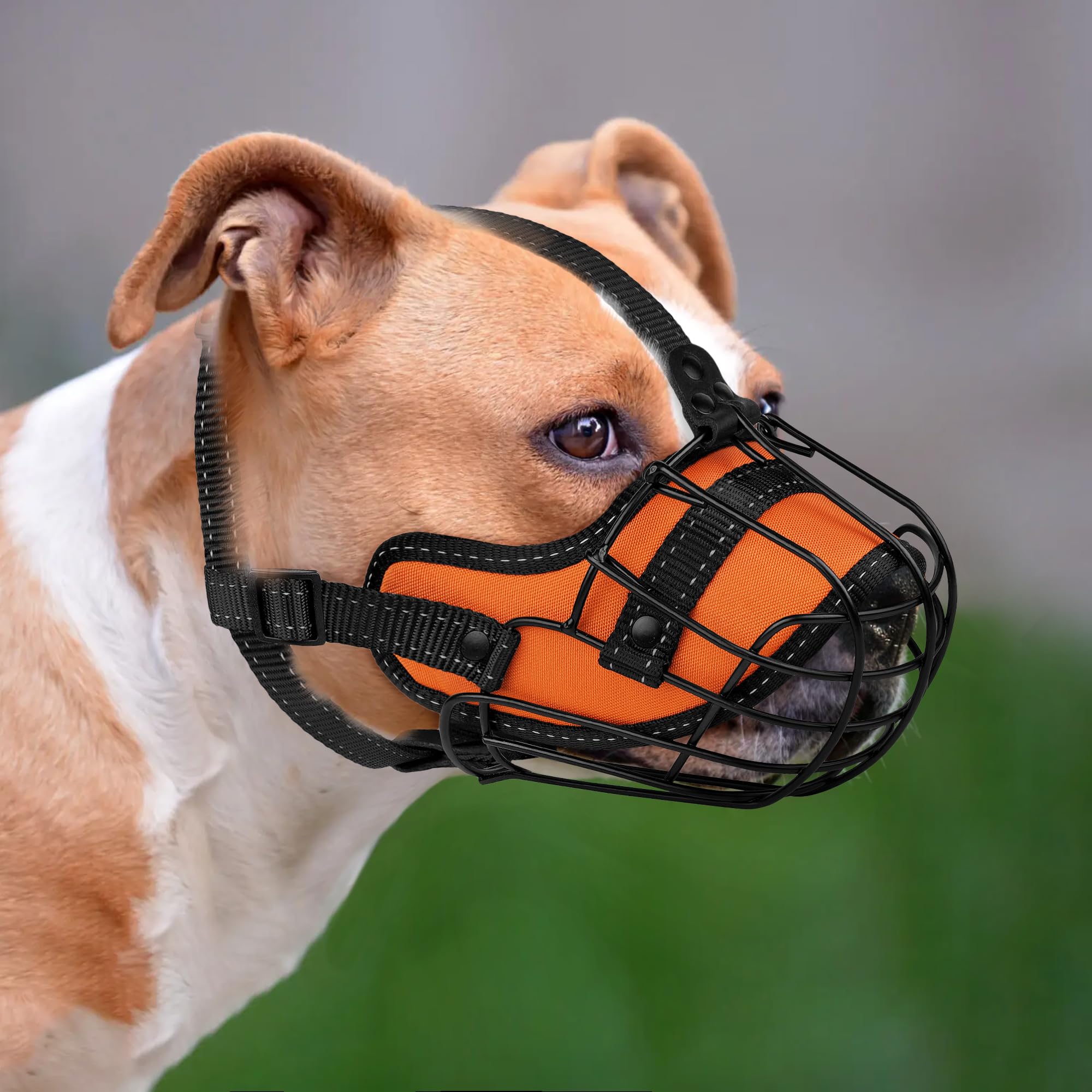 OOPSDOGGY boucle et réglage montrant fixation sécurisée
