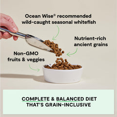 Open Farm gros plan kibble montrant texture digestible et appétence