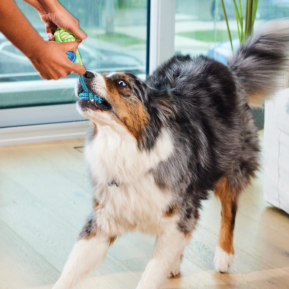 Open Farm scène lifestyle chien actif et pelage brillant grâce au complément