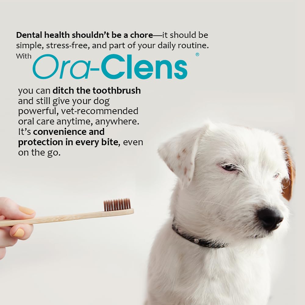 Ora-Clens chien acceptant friandise en extérieur pour hygiène quotidienne