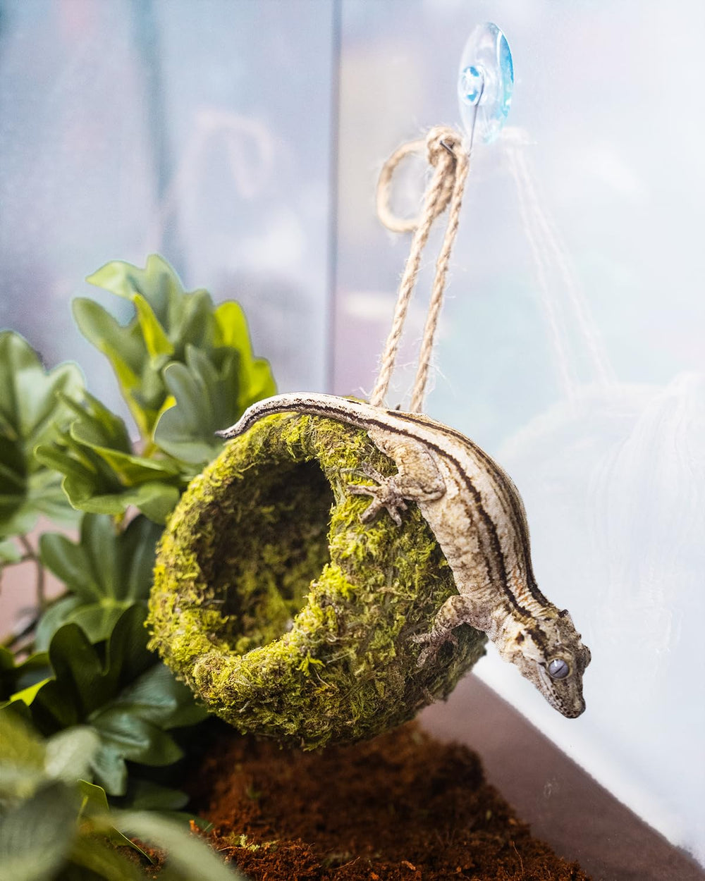 ORBIDYN en hamac dans terrarium favorisant repos et observation