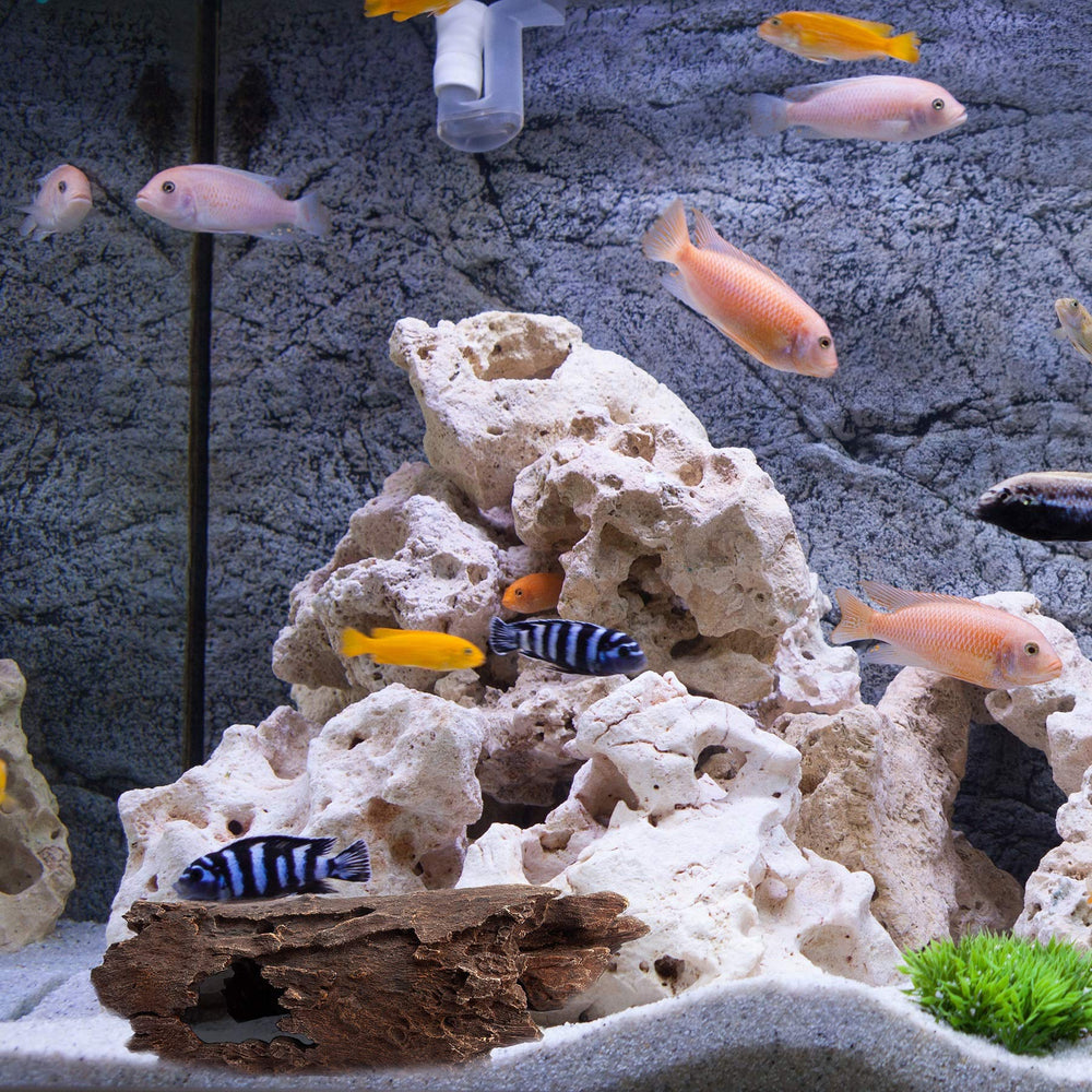 Orchid Valley tronc en aquarium avec betta offrant cachette