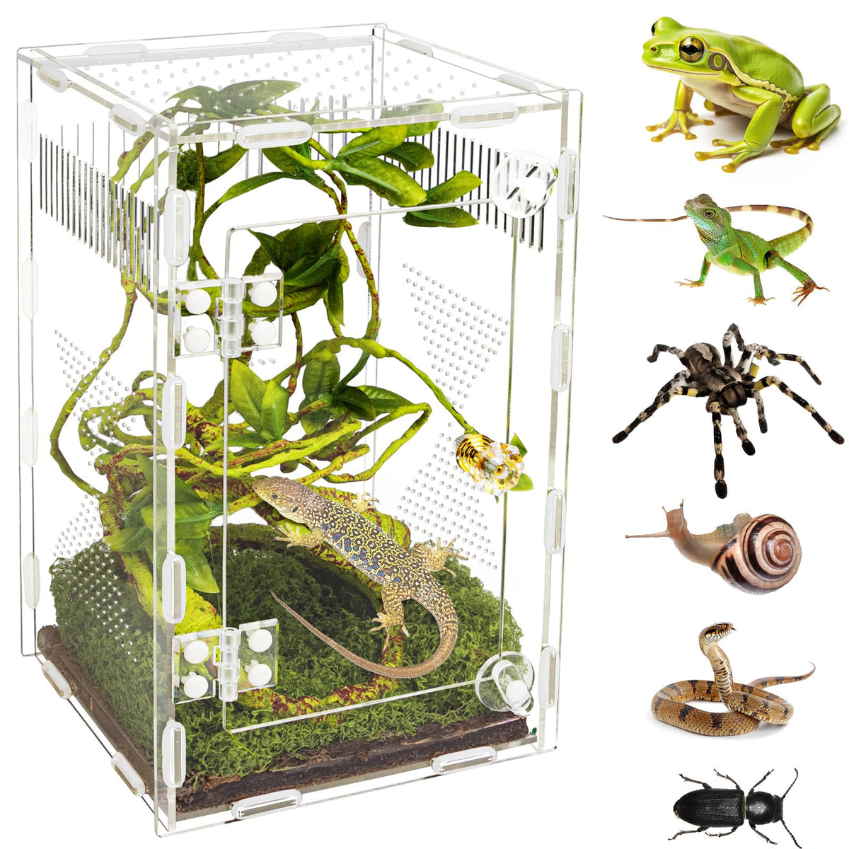 Orekemo vue avant du terrarium acrylique montrant visibilité et compacité