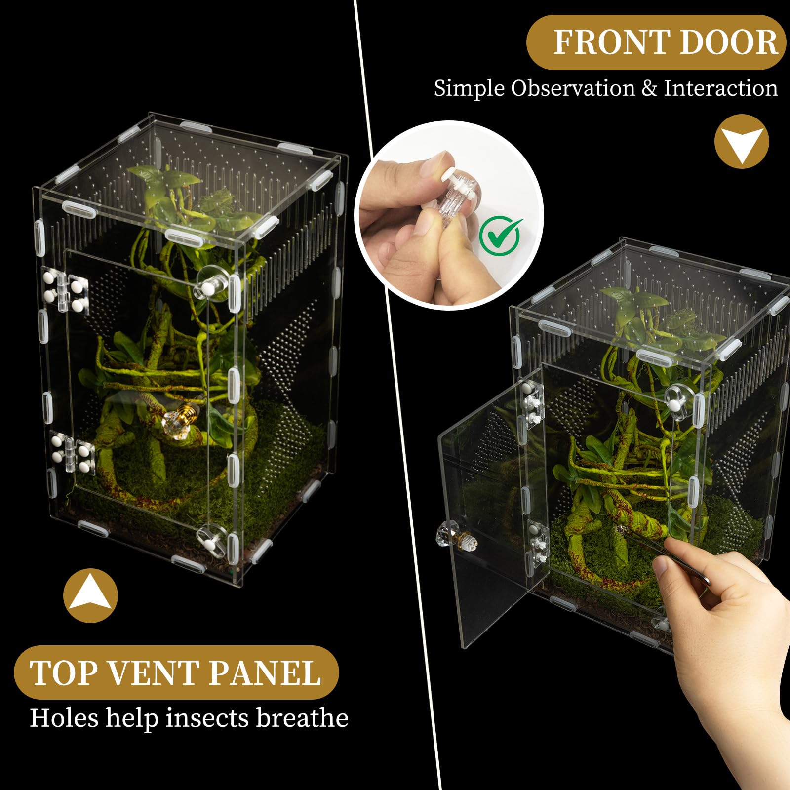 Orekemo terrarium aménagé avec plantes pour habitat naturel bénéfique