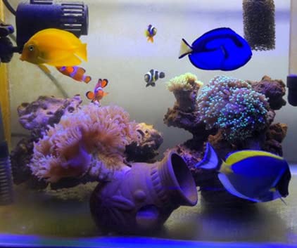 OrgMemory abris dans terrarium démontrant polyvalence pour petits animaux