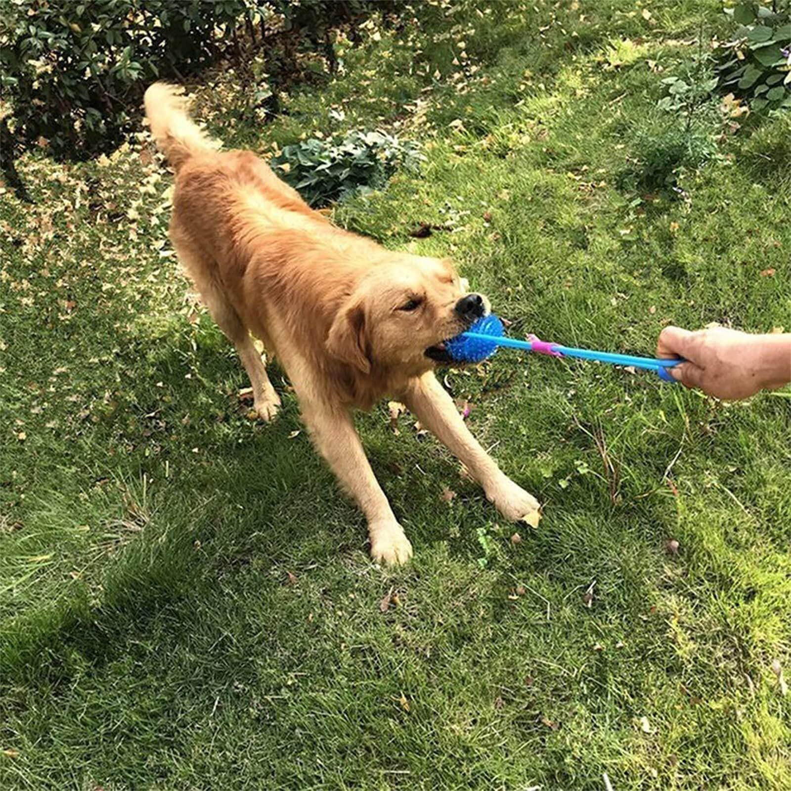 Orgrimmar détail de l’ouverture sifflet interne créant un son attractif pour le chien