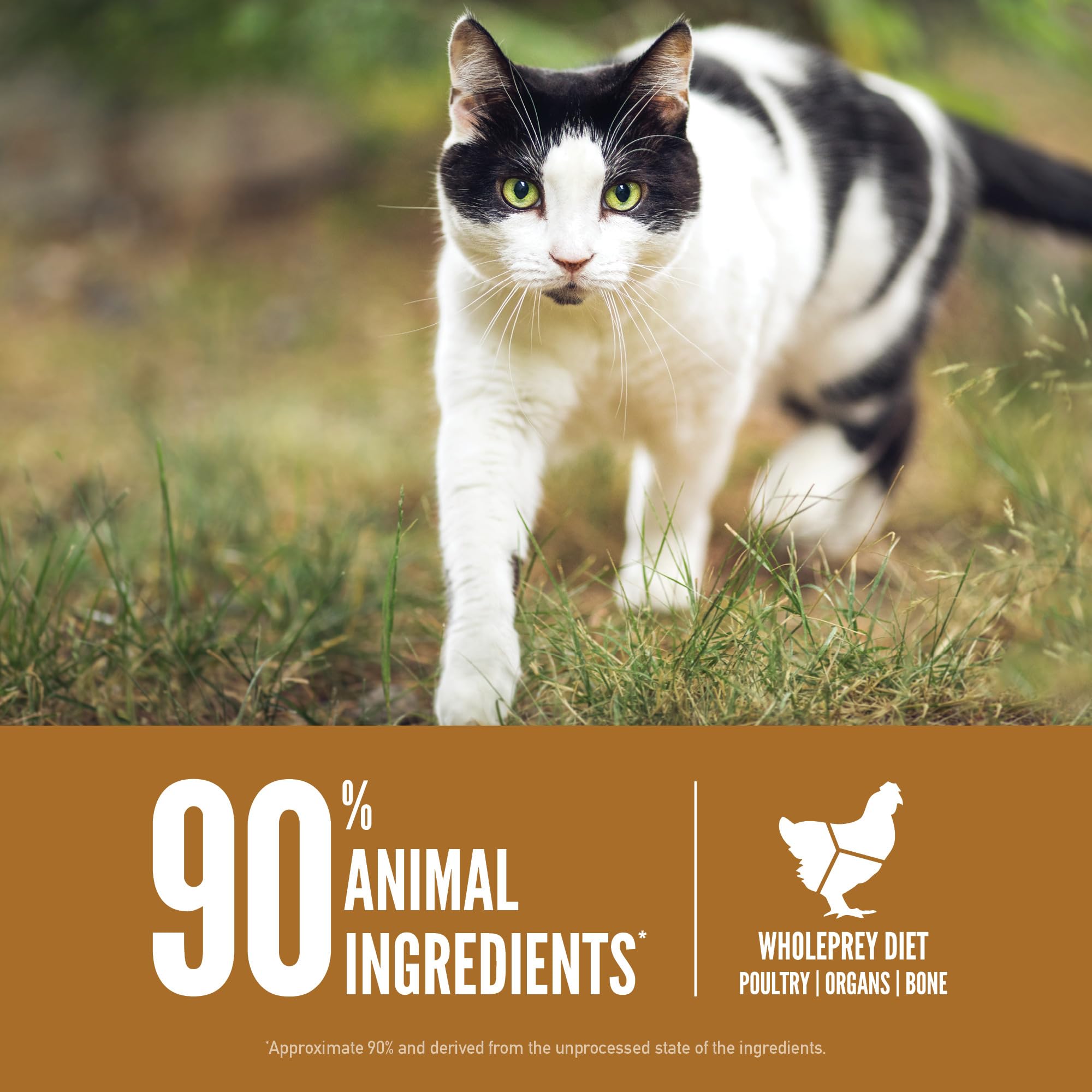 ORIJEN comparaison d'échelle sac 12 lb à côté d'un chat pour référence