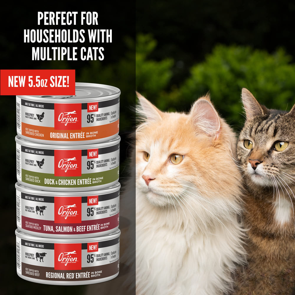 ORIJEN contexte domestique avec chaton heureux recommandant la recette