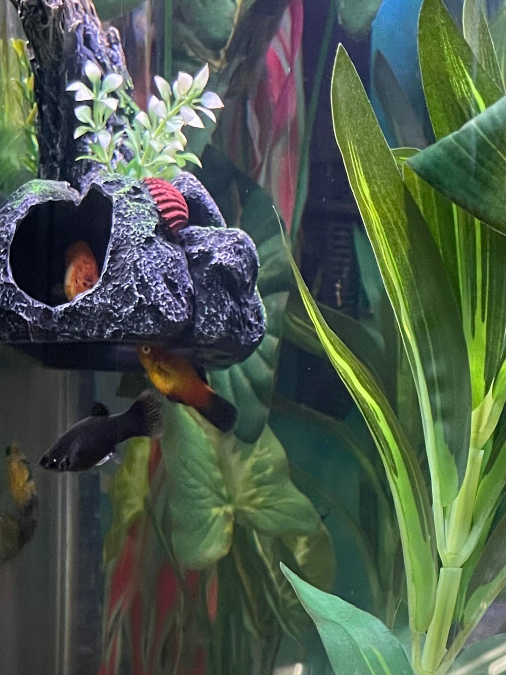 OrnaMounts profil montrant épaisseur conçue pour solidité sans gêner poissons