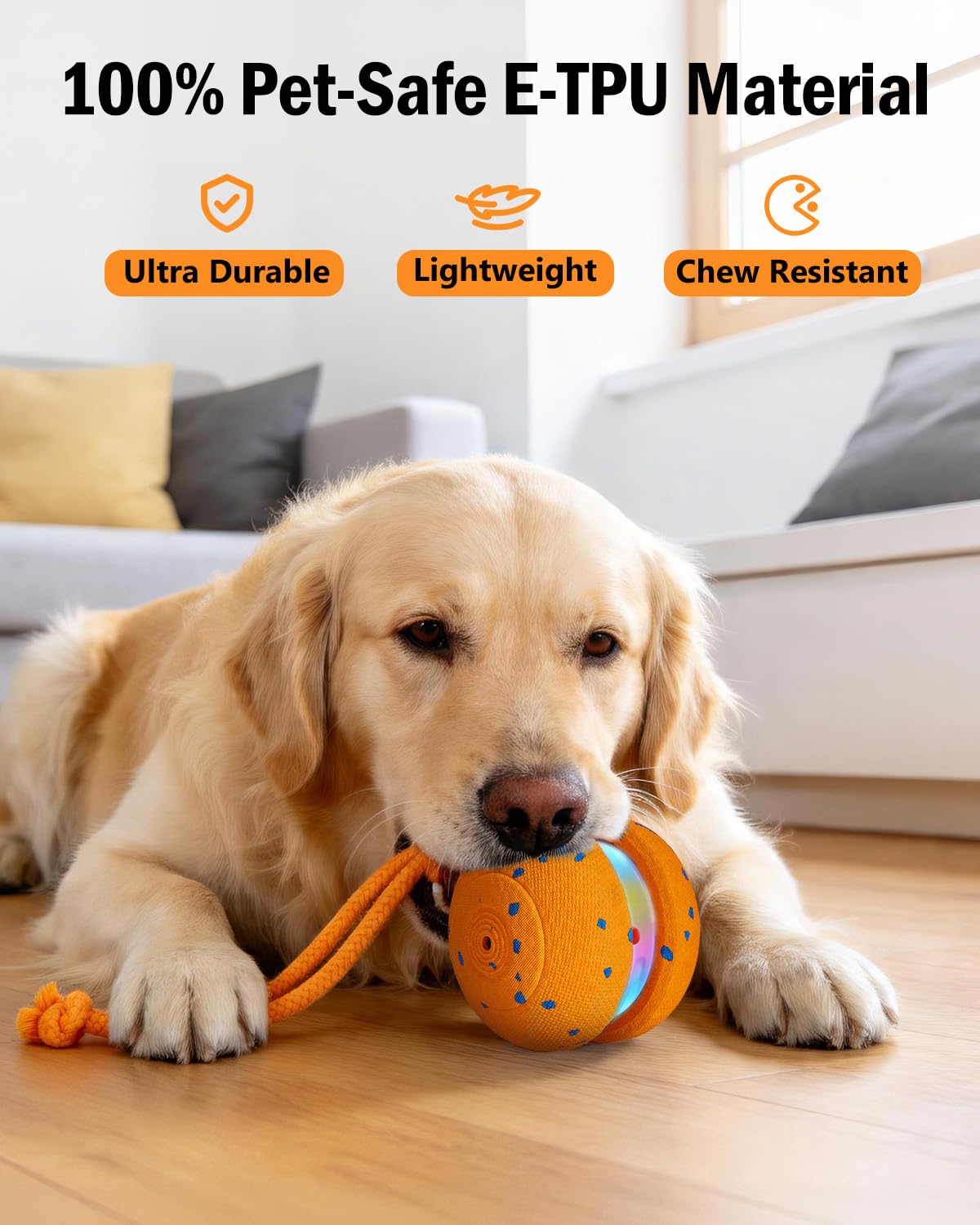 osou chien jouant avec la balle dans un salon encourage activité physique