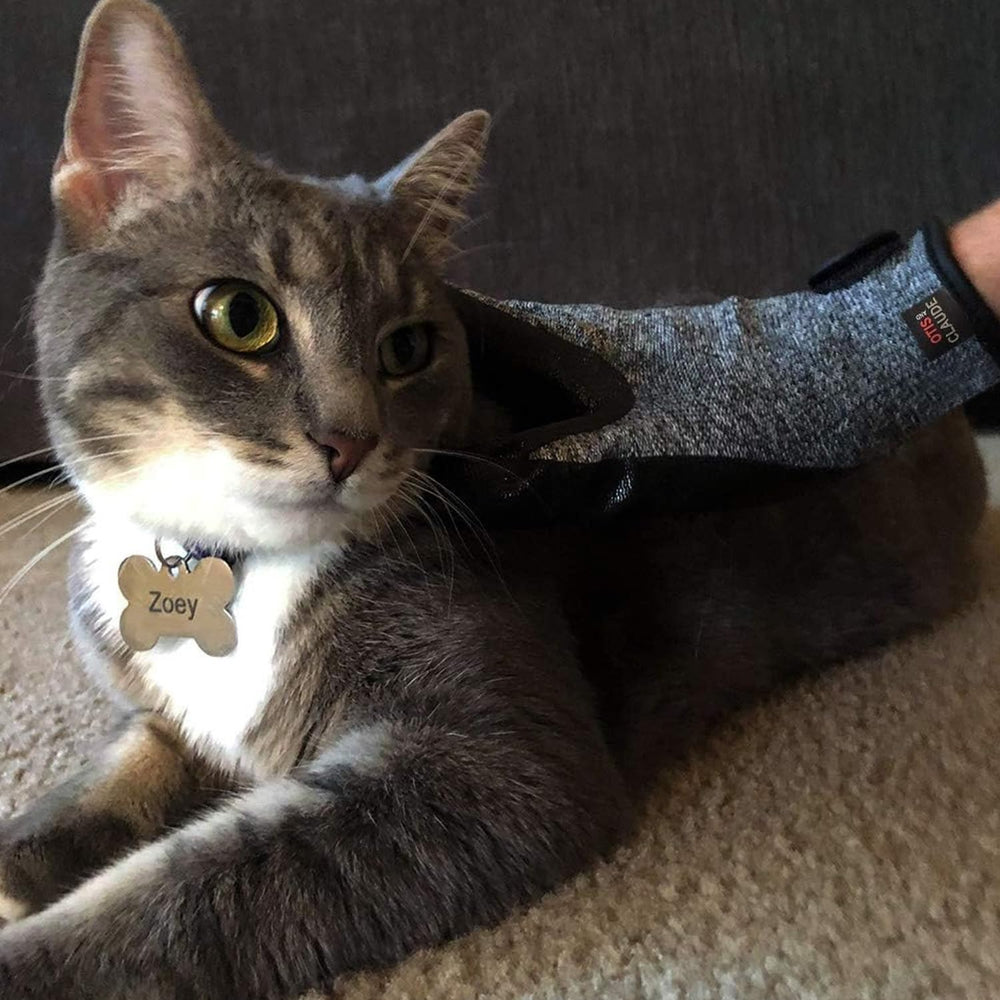 Otis and Claude comparaison avant après réduction poils sur canapé
