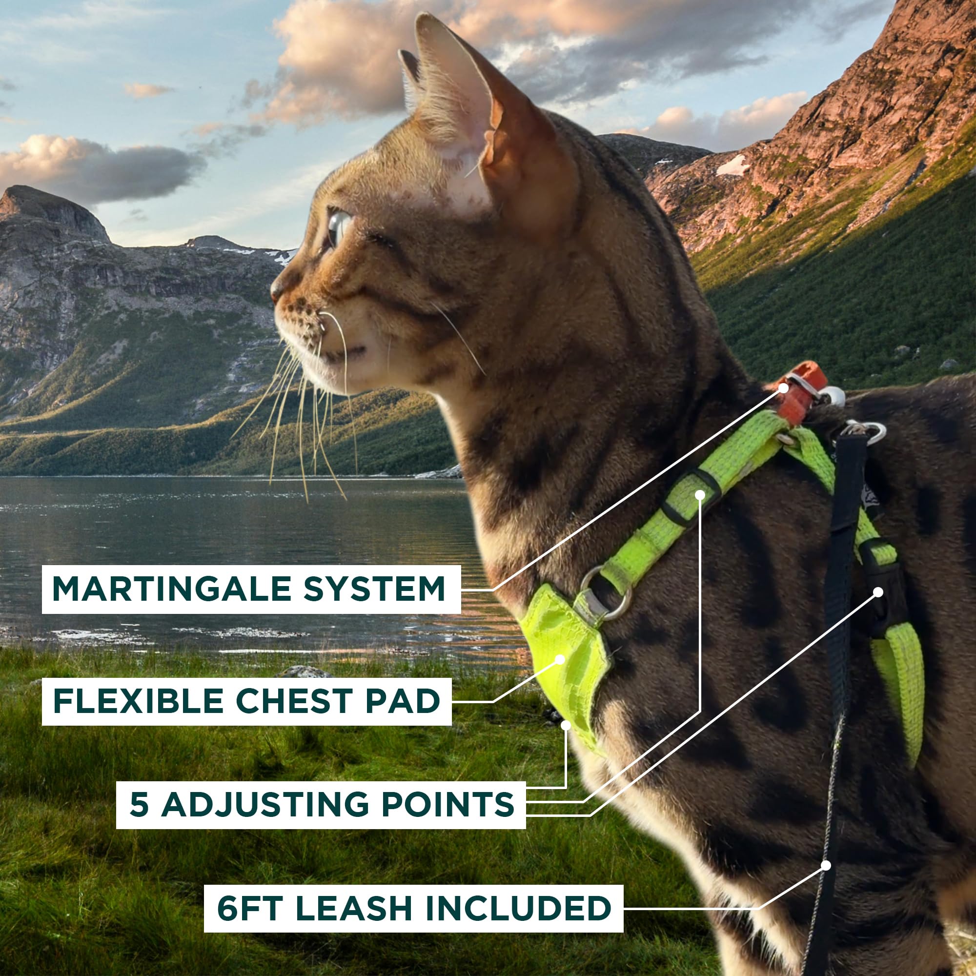 OutdoorBengal boucle martingale détail empêchant les tentatives d'évasion