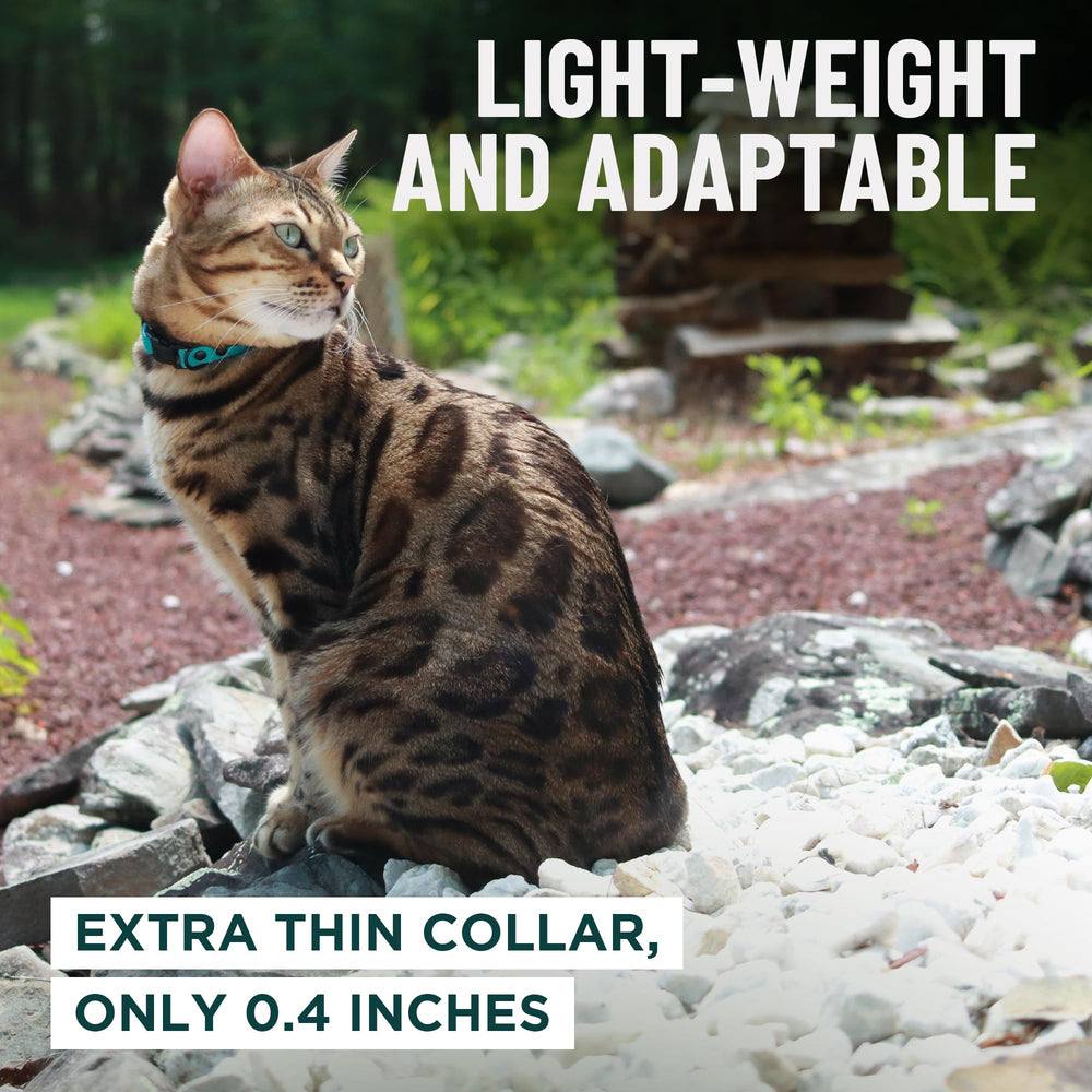 OutdoorBengal collier porté par chat en extérieur pour sécurité quotidienne