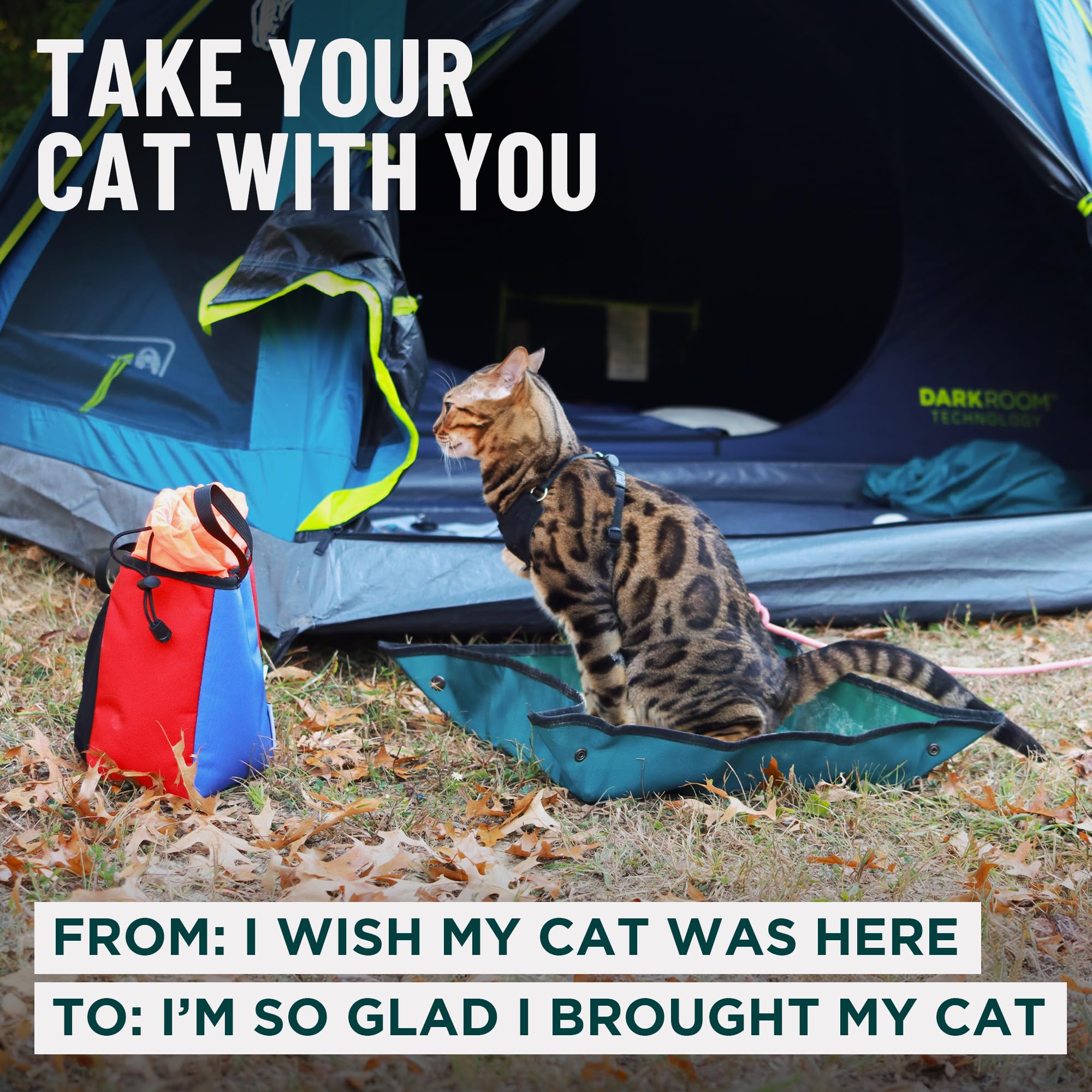 OutdoorBengal chat utilisant la caisse confortable et stable lors d'un voyage
