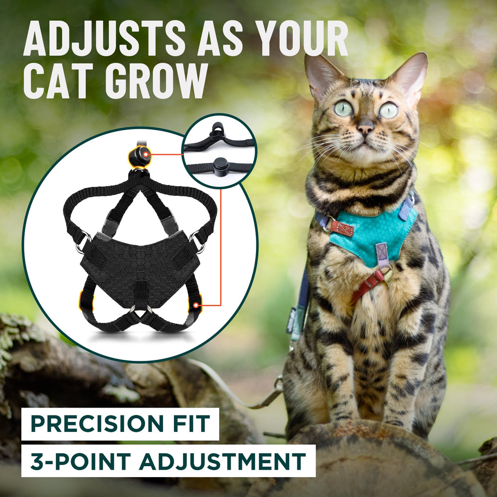 OutdoorBengal harnais à côté d’un chat pour comparaison taille claire