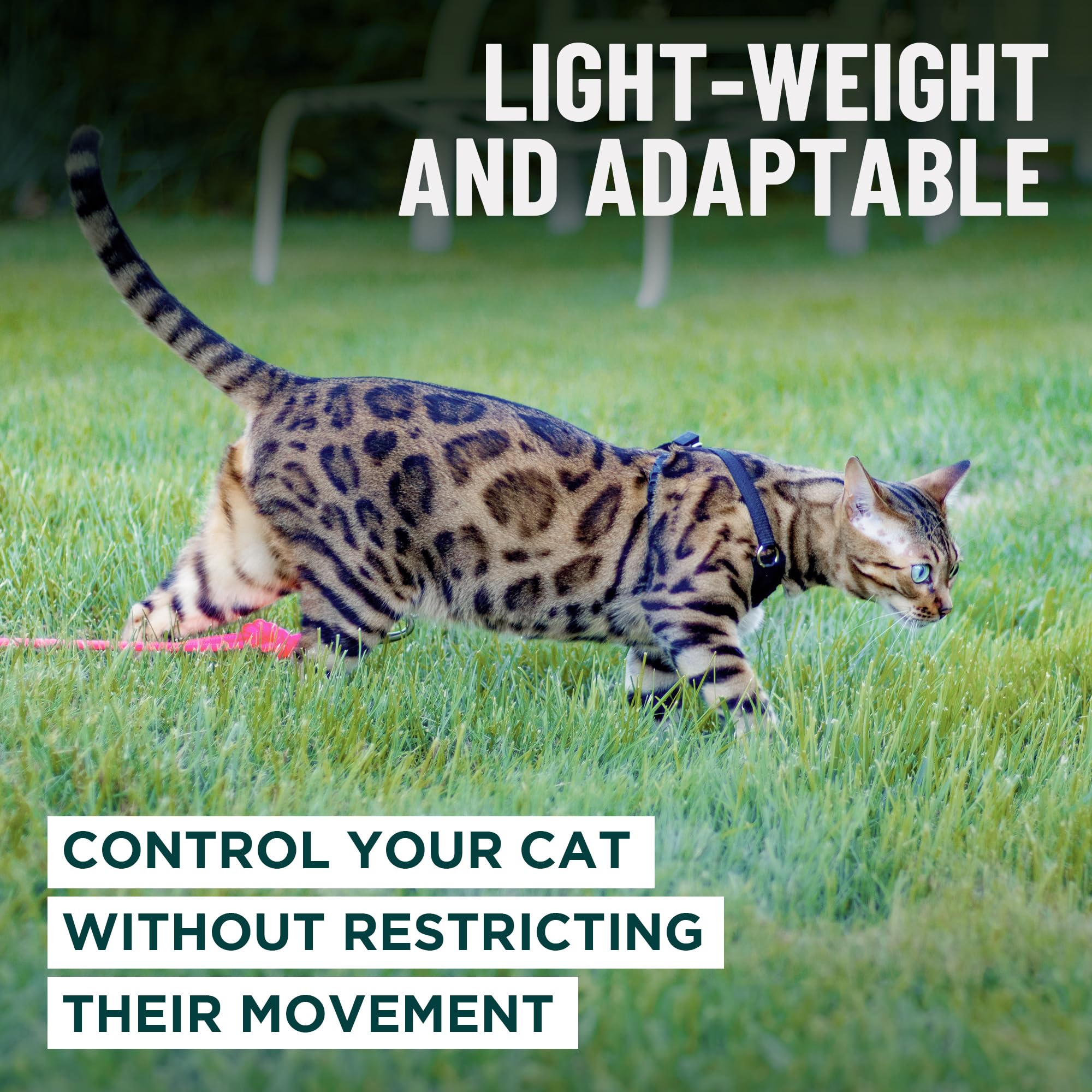 OutdoorBengal harnais utilisé en nature pour promenades en sécurité