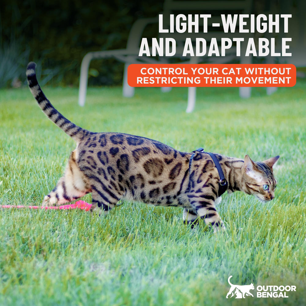OutdoorBengal laisse assortie attachée pour contrôle et liberté