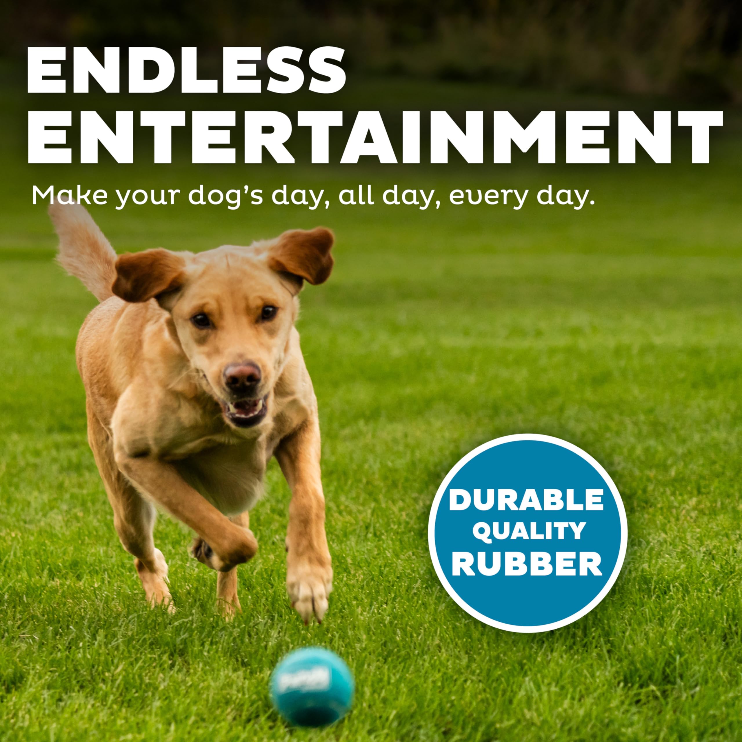 Comparaison taille Outward Hound avec règle montrant diamètre 2,5 pouces pratique
