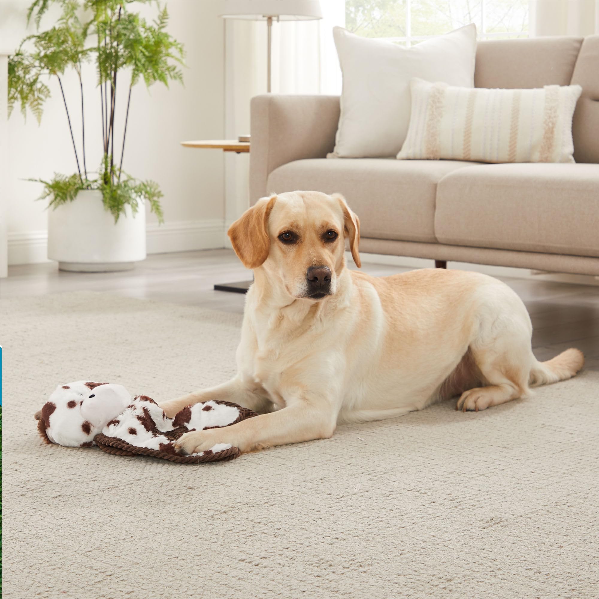 Outward Hound chien blotti avec peluche pour repos apaisant après jeu
