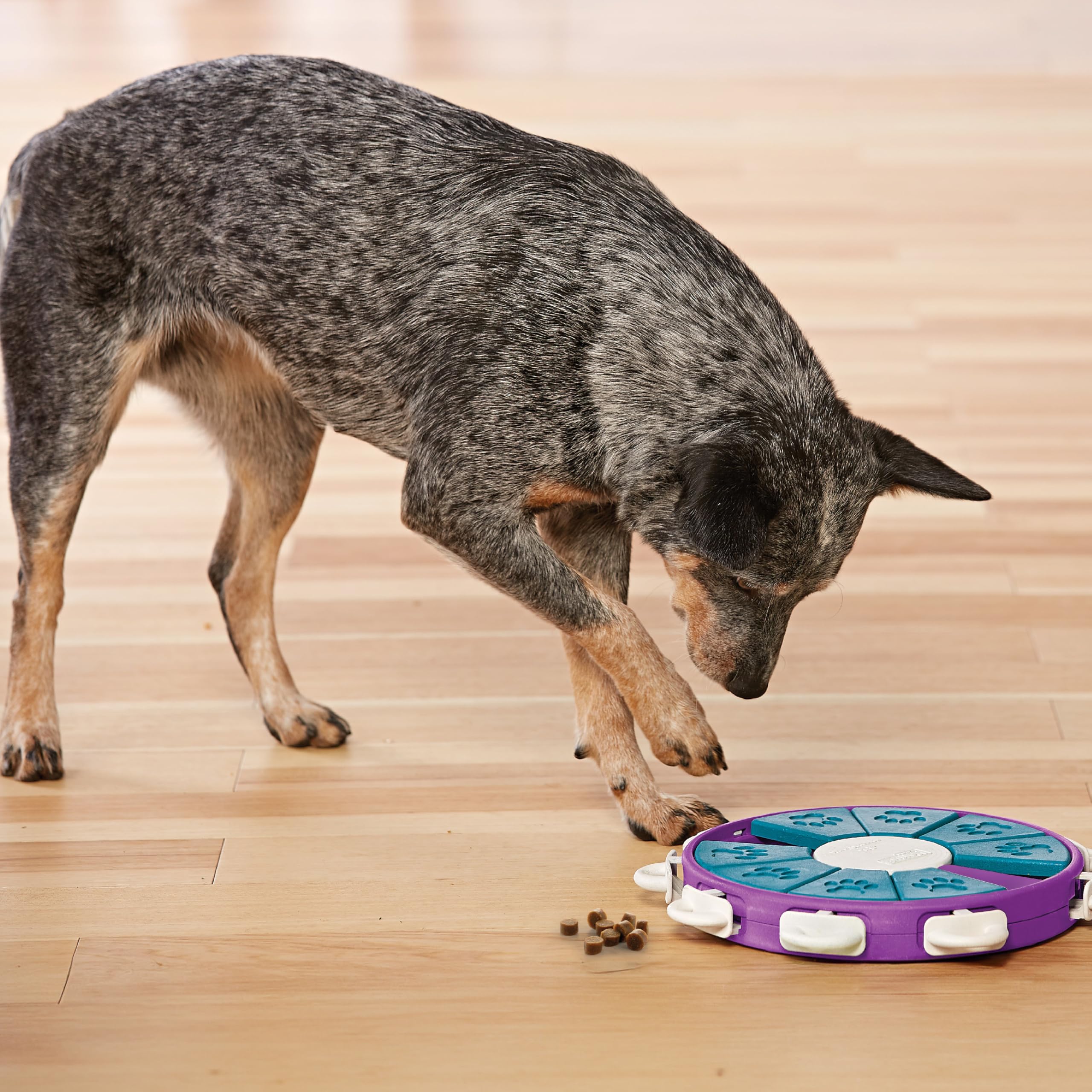Outward Hound mise en scène salon montrant jouet intégré au quotidien du chien