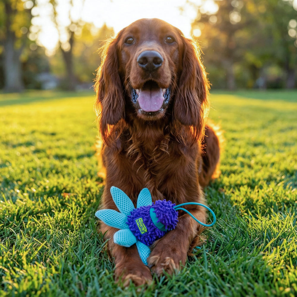 Outward Hound comparaison taille, illustre longueur pratique et échelle