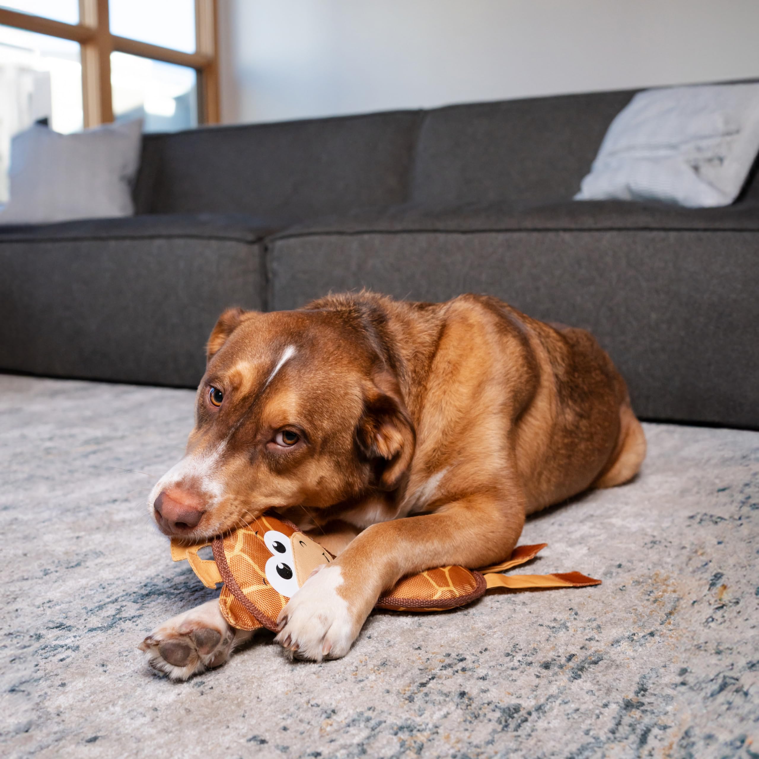 Outward Hound comparaison taille avec main montre dimension medium adaptée