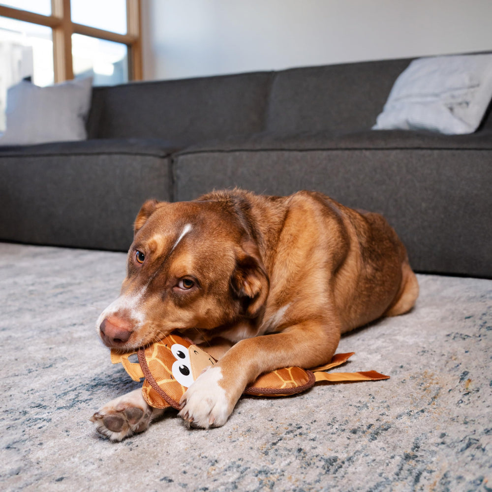 Outward Hound comparaison taille avec main montre dimension medium adaptée
