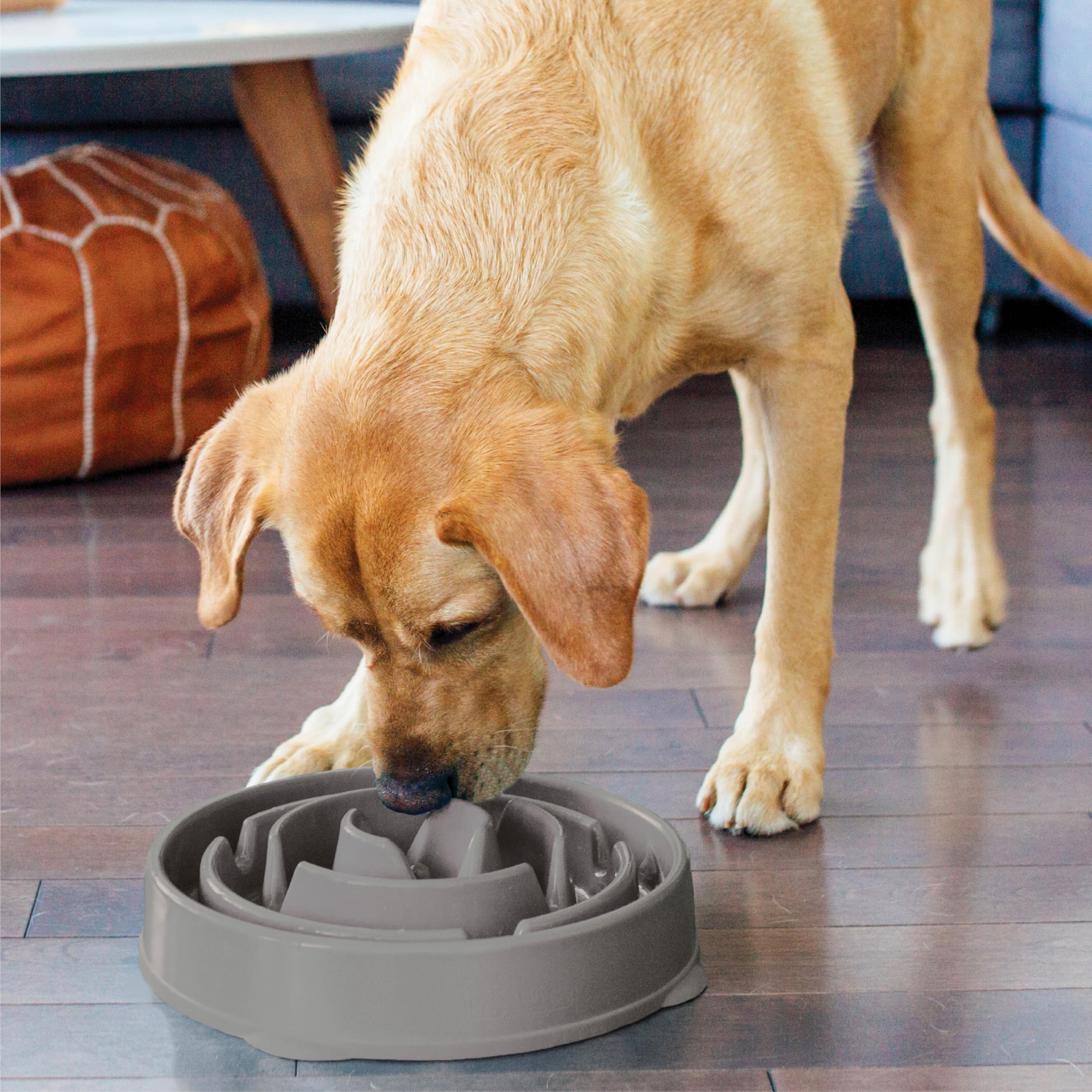 Outward Hound chien utilisant le bol, transformation du repas en activité interactive