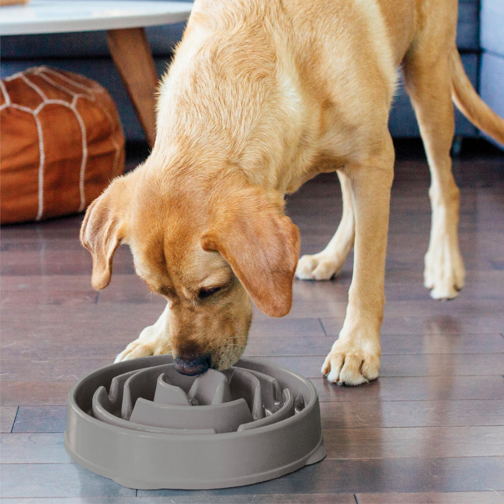 Outward Hound chien utilisant le bol, transformation du repas en activité interactive