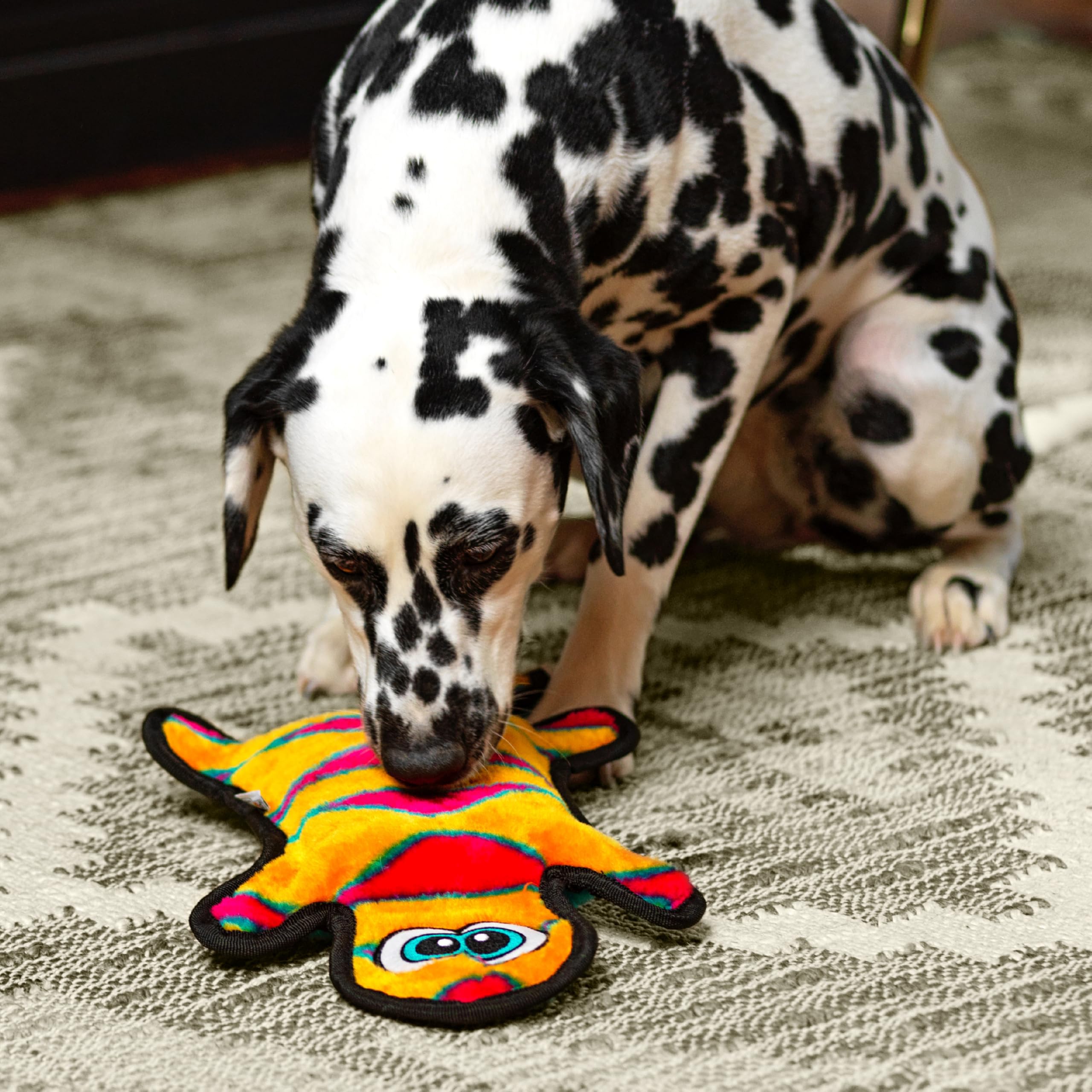 Outward Hound comparaison taille montre proportions 44 cm pour choix adéquat