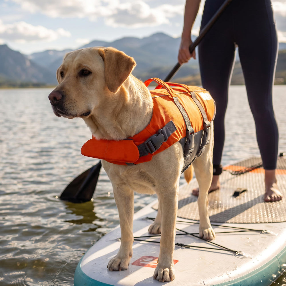 Outward Hound style plage montrant visibilité et protection pendant jeux