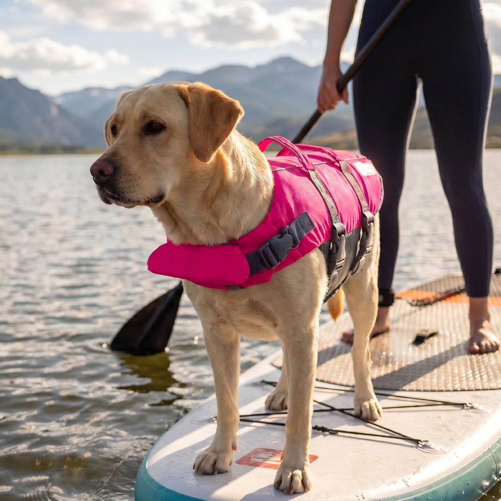 Outward Hound chien en promenade plage avec gilet visible et pratique