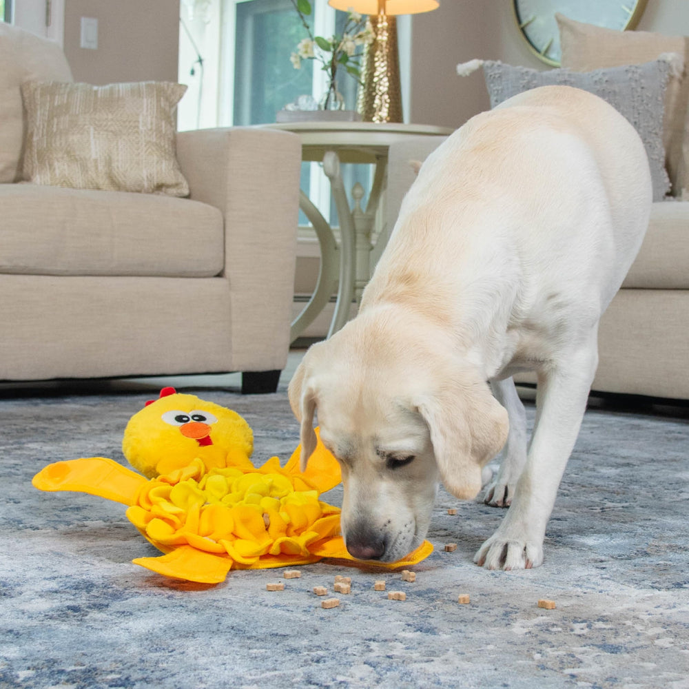 Outward Hound couineur en gros plan pour maintenir l'intérêt du chien