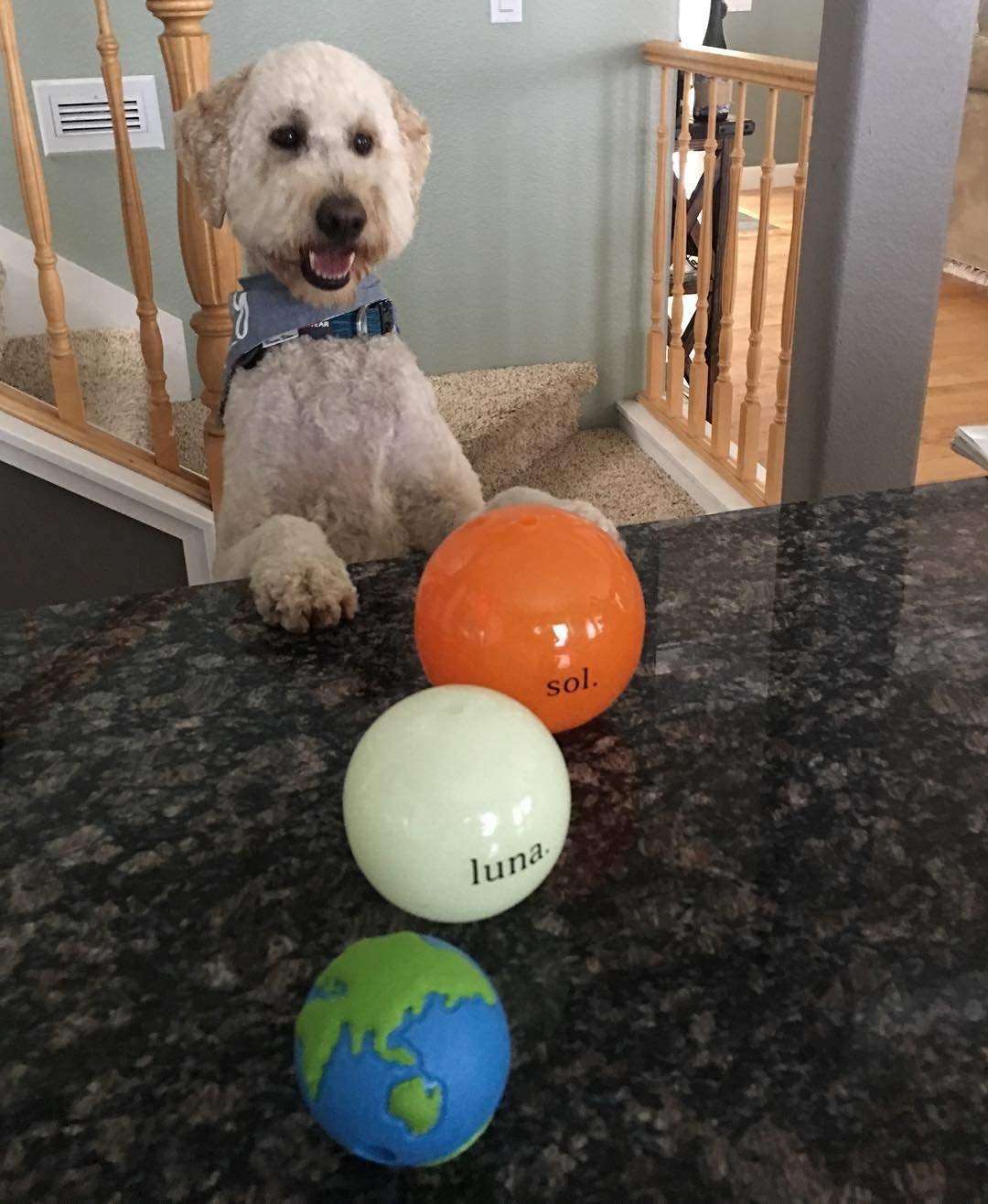 Outward Hound Planet Ball étiquette détail produit indiquant matériau sûr et flottabilité