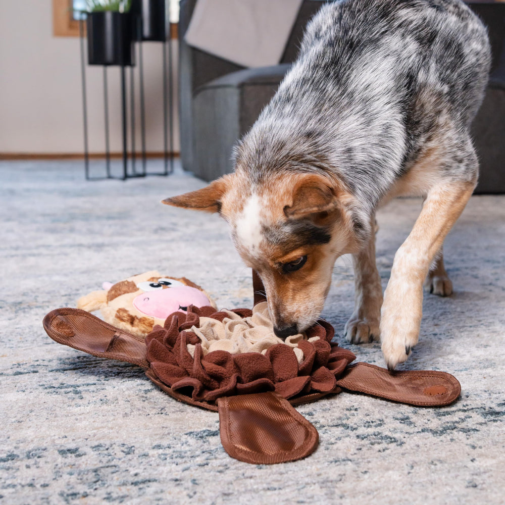 Outward Hound chien explorant Snuffle Palz développant stimulation mentale
