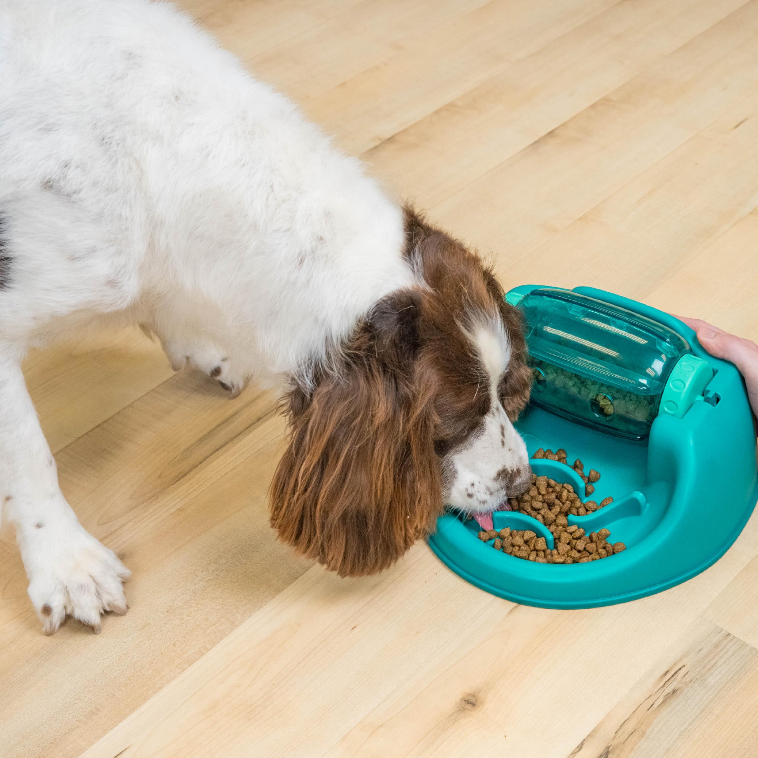 Outward Hound mise en scène domestique montrant intégration au quotidien du foyer