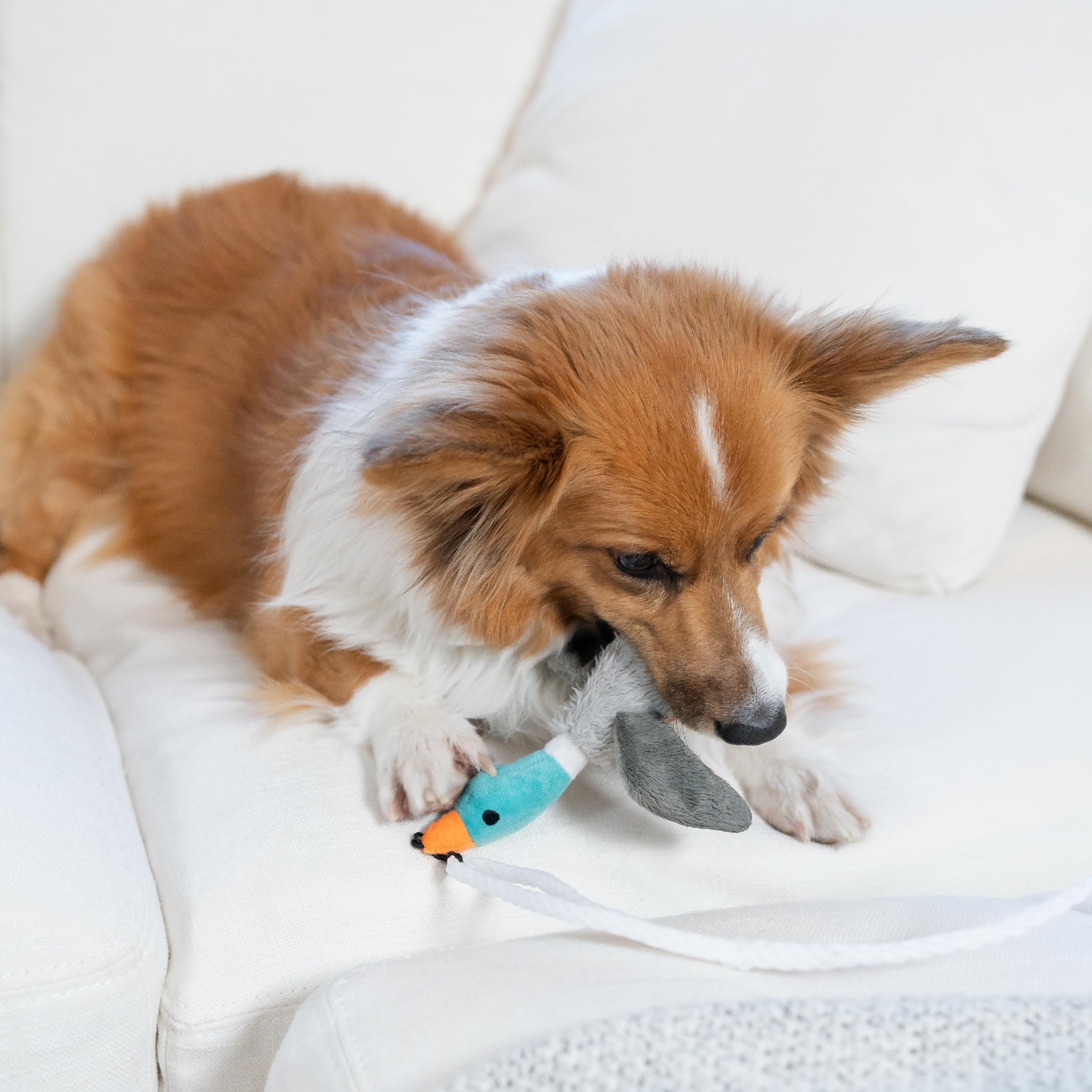 Outward Hound peluche détachable montrée séparée, permet remplacement et hygiène facile