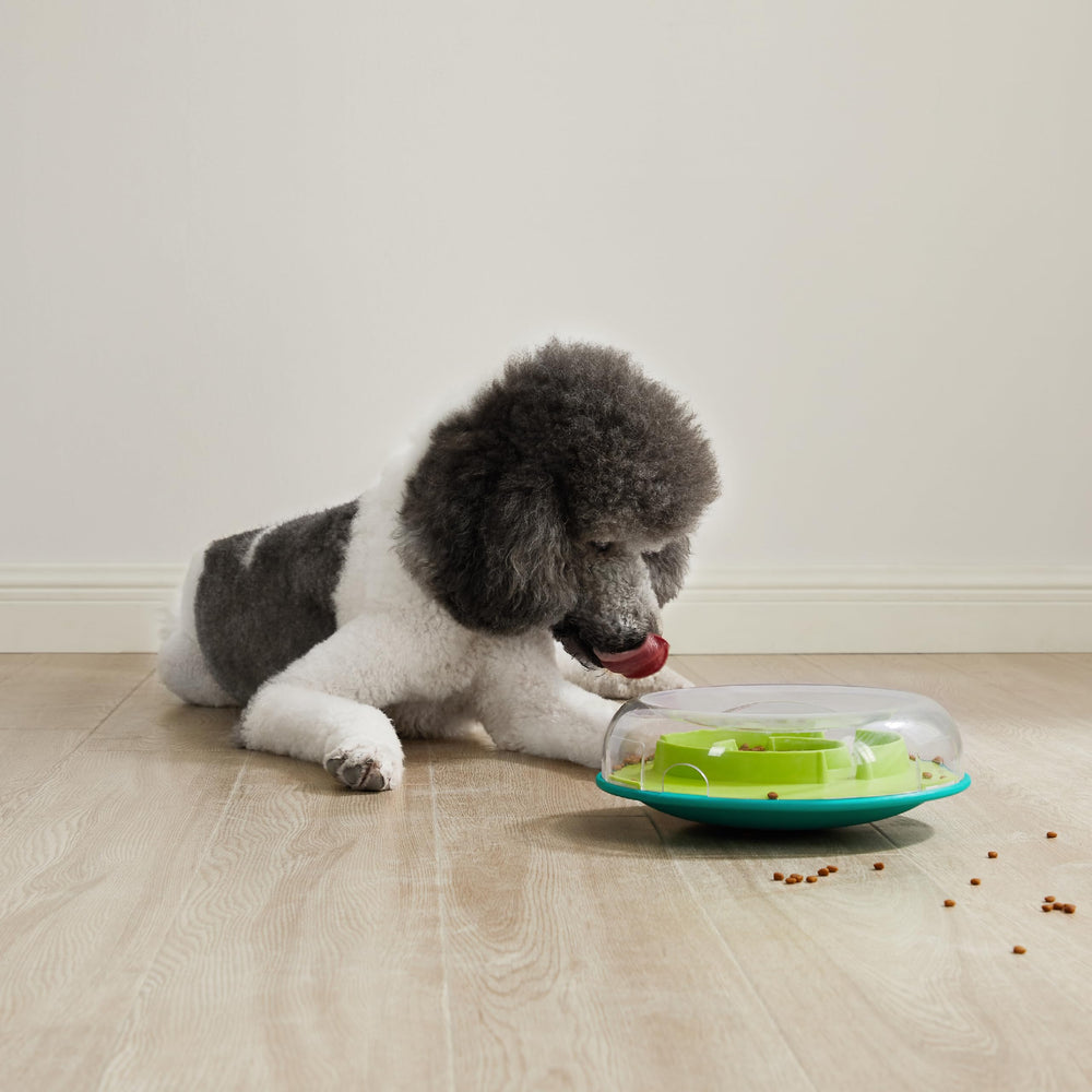 Outward Hound mise en scène quotidienne—bol utilisé pendant le repas