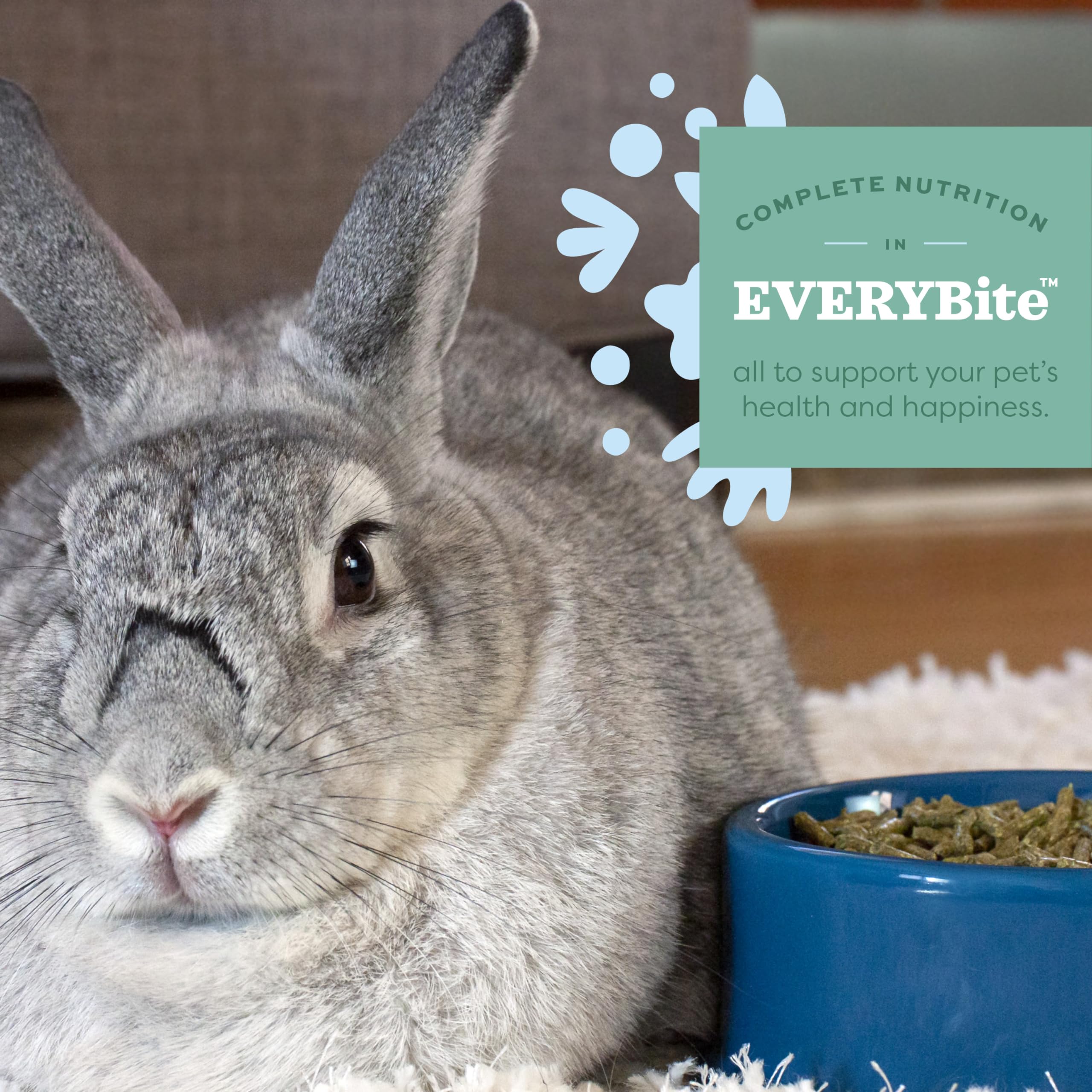 Assiette servie avec granulés Oxbow prête pour un lapin et portion contrôlée