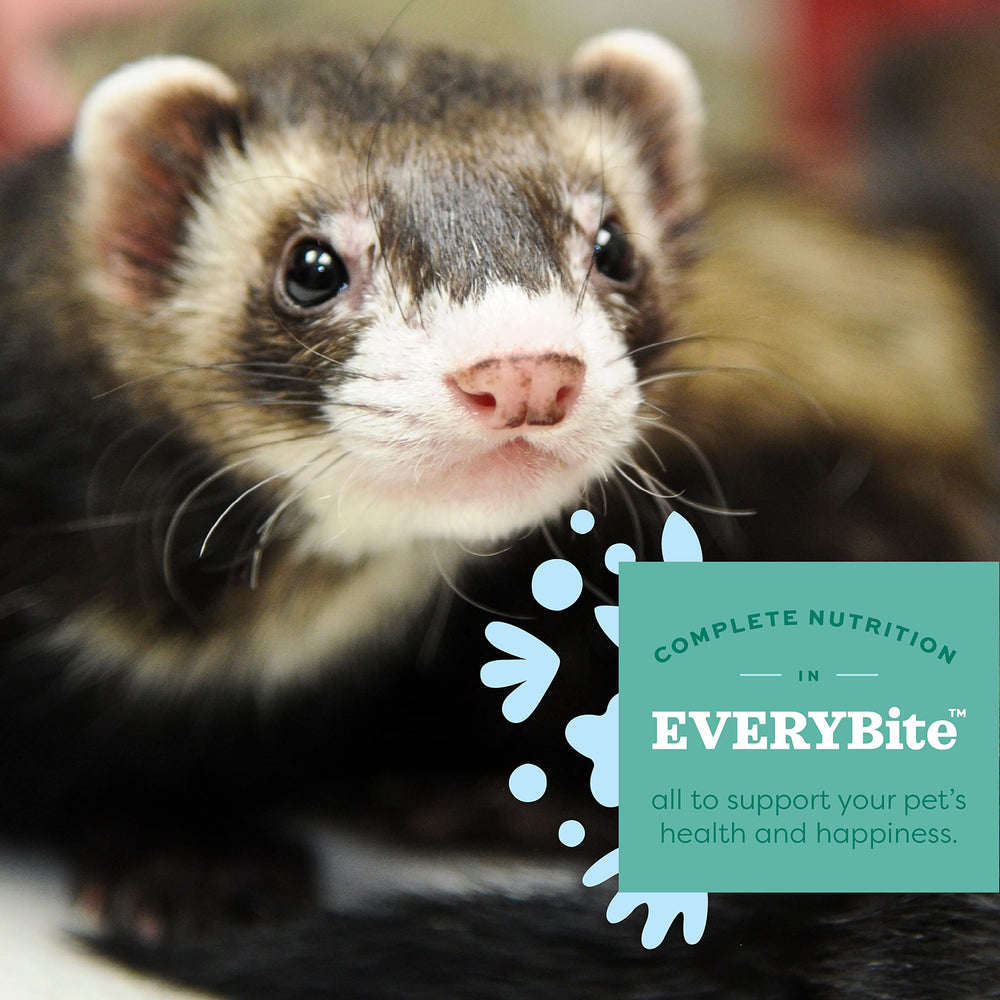 Oxbow furet mangeant la nourriture montrant attrait et énergie