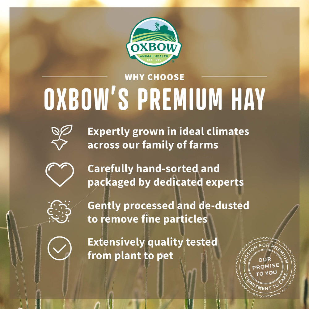Oxbow foin dans râtelier utilisé par un lapin pour consommation facile
