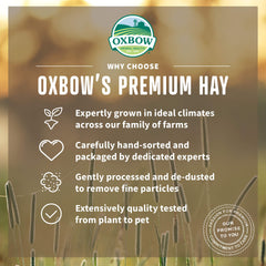 Oxbow foin dans râtelier utilisé par un lapin pour consommation facile