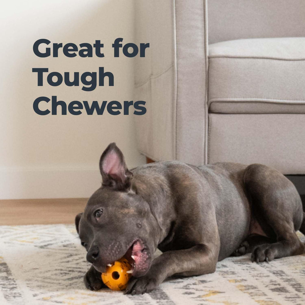 Oxyfresh chien adulte utilisant le jouet pour réduire la plaque