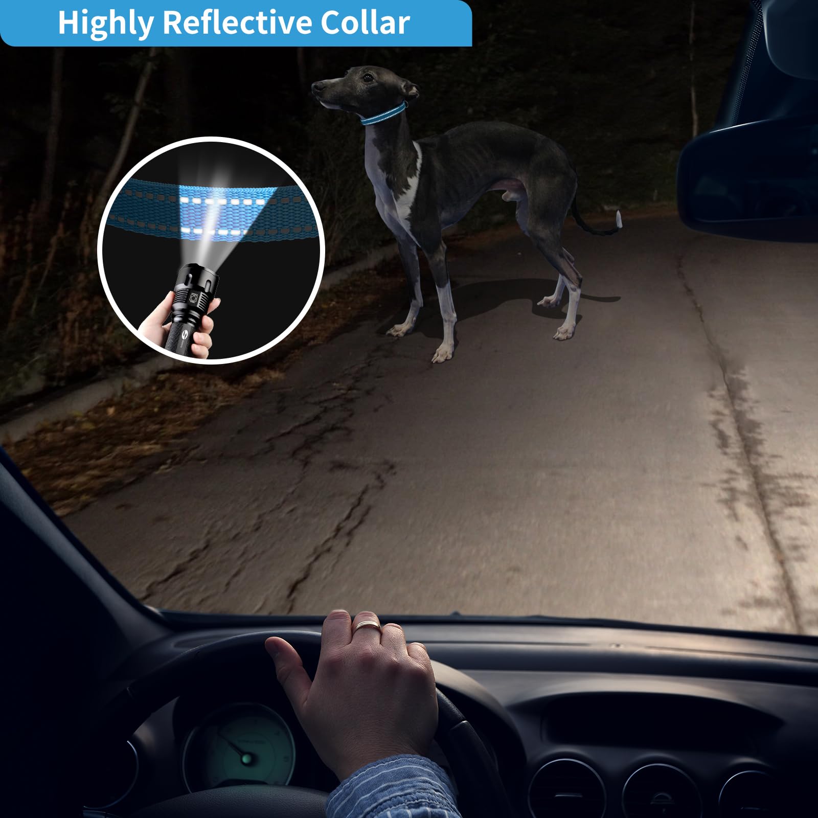 PaiPaitek collier porté sur chien en promenade, visibilité améliorée