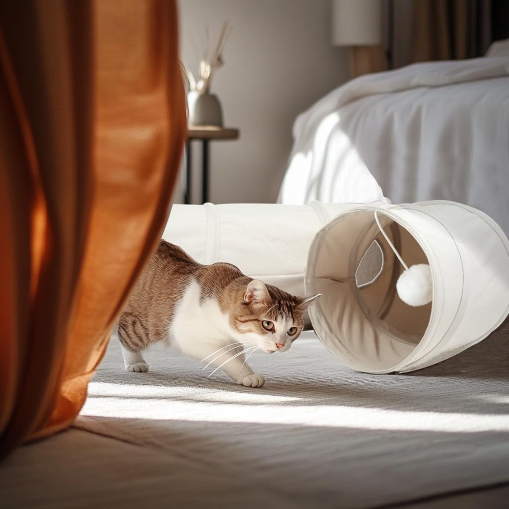 PAOPO comparaison d’échelle avec un chat illustrant la taille utilisable