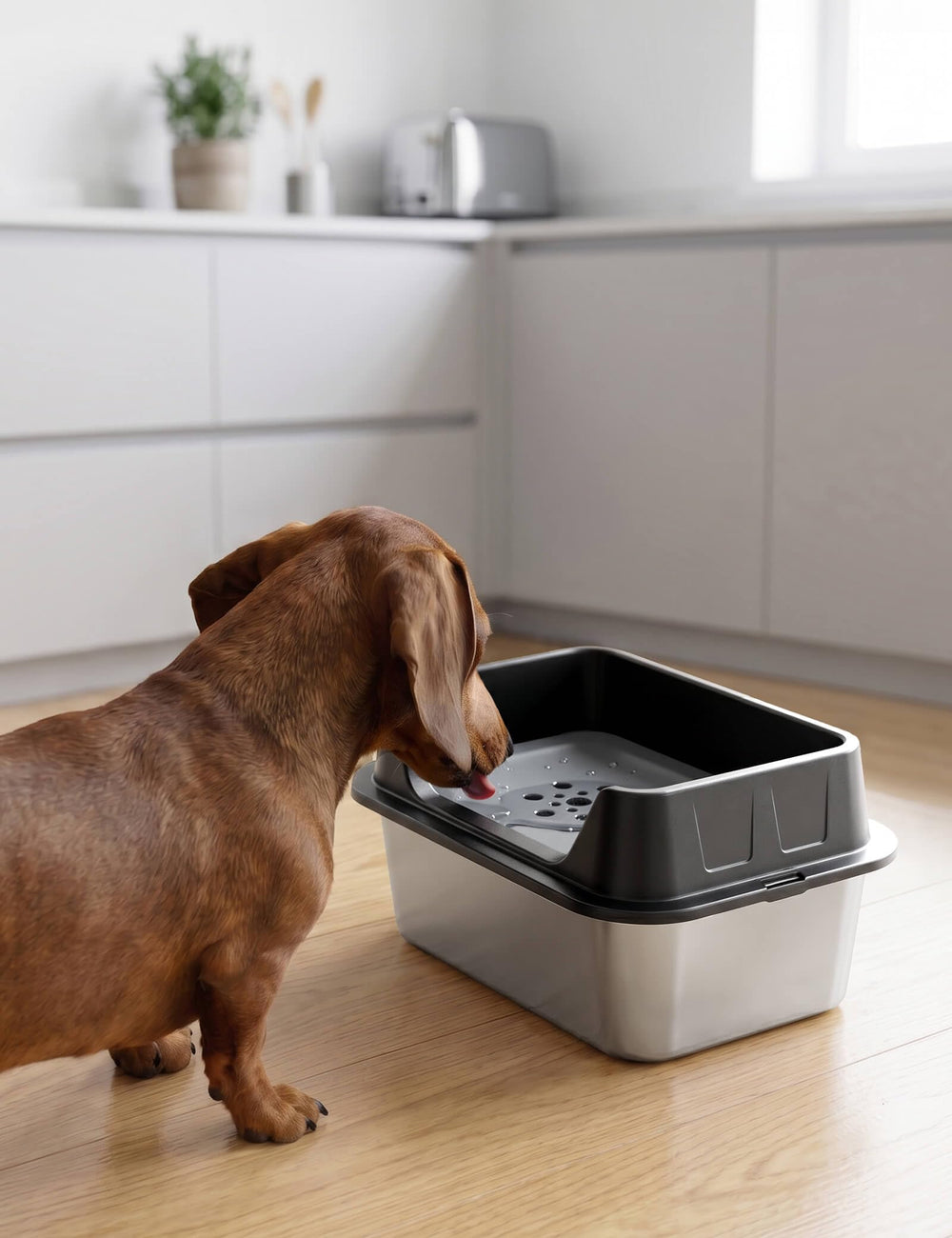 Patidofy gamelle comparaison taille montrant capacité 5L et moins de remplissages