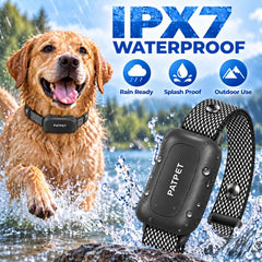PATPET collier en action avec chien courant pour entraînement extérieur visible