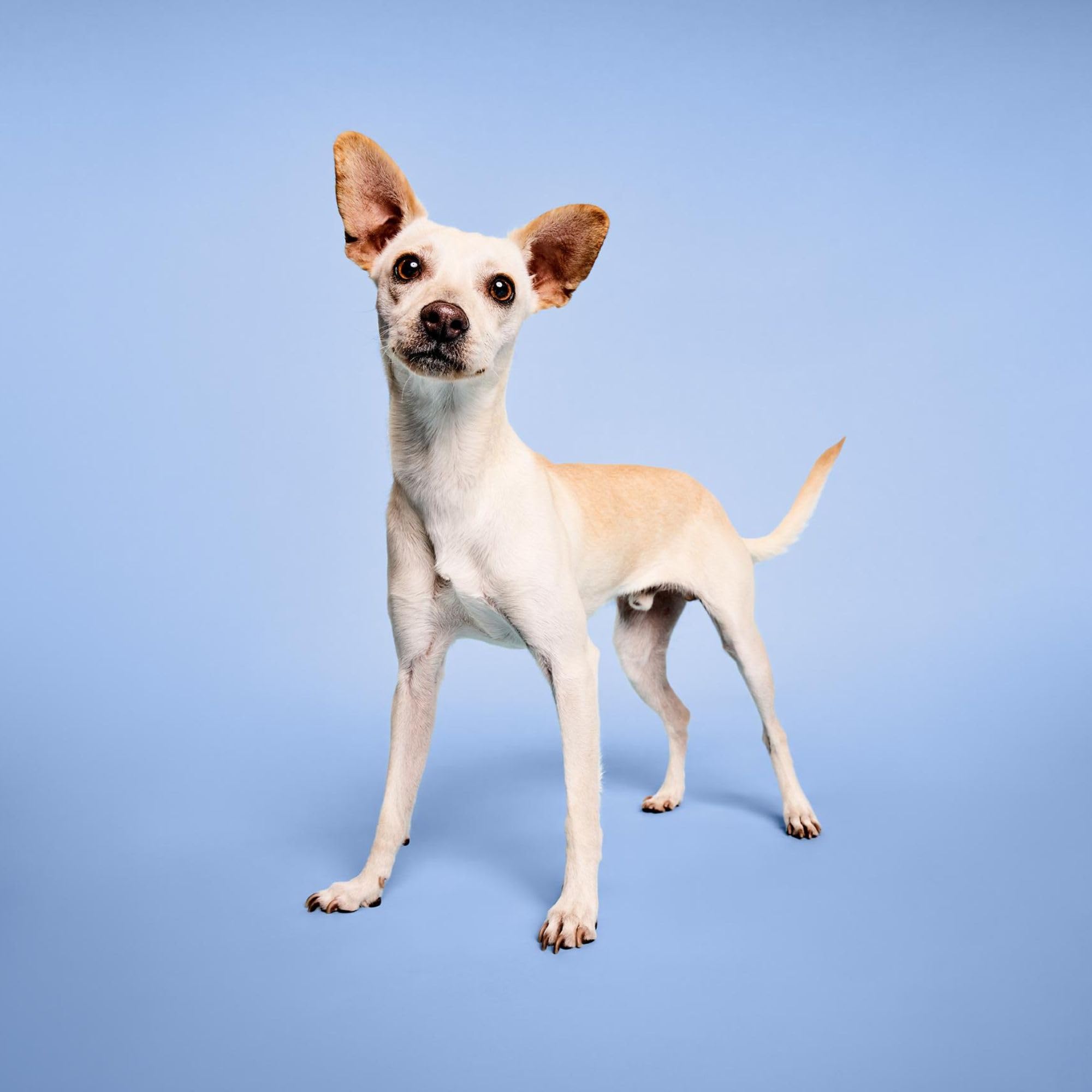 Paul Mitchell Pet détail du pulvérisateur facilitant une application précise