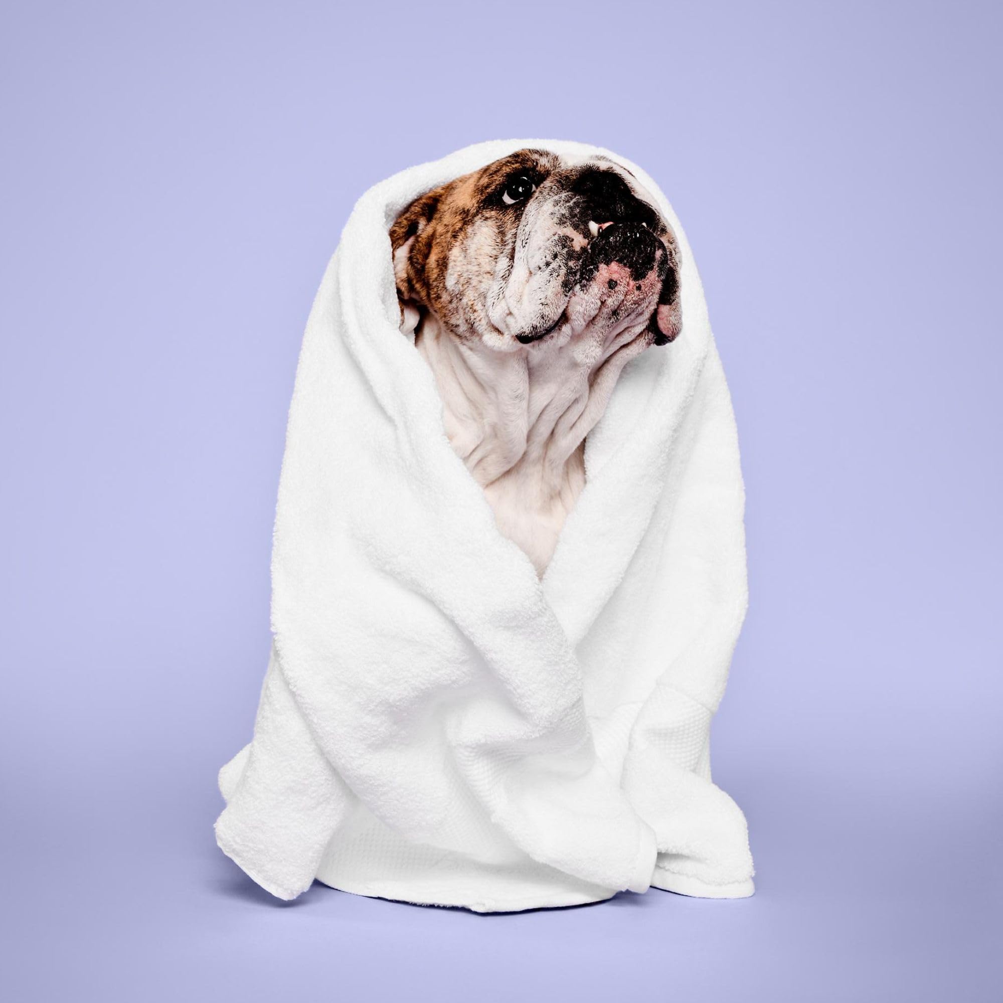 Paul Mitchell Pet chien au bain montrant application facile et rinçage sûr